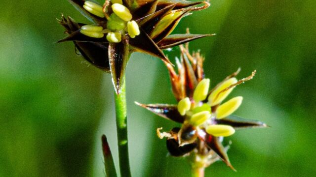 Luzula subsessilis Pacific woodrush, Luzula subsessilis