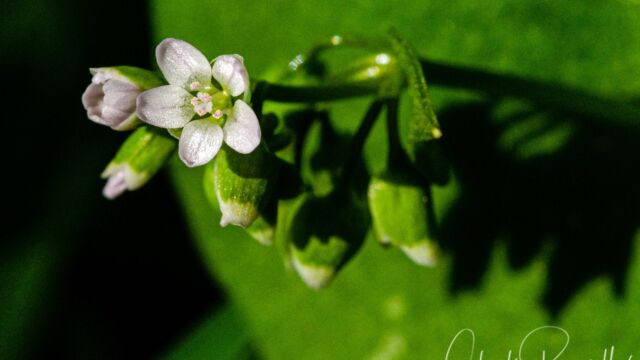 Claytonia perfoliata Miner's lettuce, Claytonia perfoliata