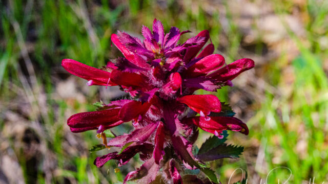 Pedicularis densiflora Warrior's plume, Pedicularis densiflora