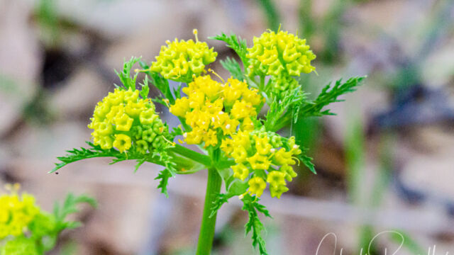 Sanicula tuberosa Turkey pea, Sanicula tuberosa