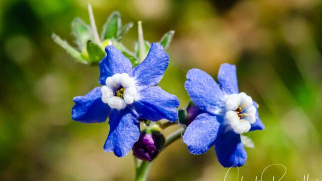 Cynoglossum grande, aka Adelinia grande Pacific hound's tongue, Cynoglossum grande, aka Adelinia grande