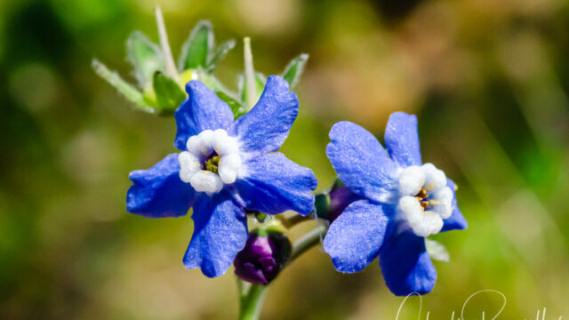 Cynoglossum grande, aka Adelinia grande Pacific hound's tongue, Cynoglossum grande, aka Adelinia grande