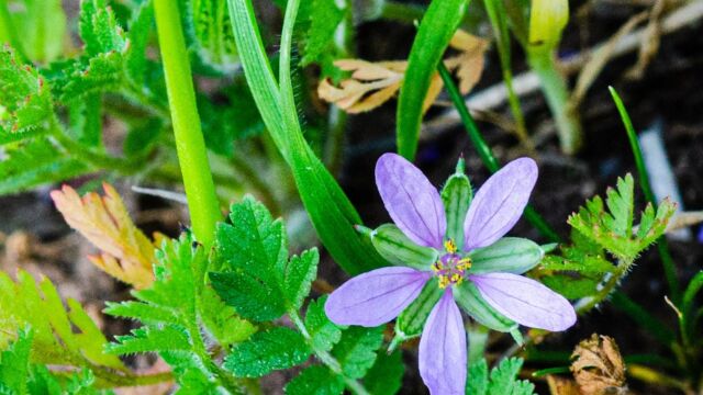 Erodium cicutarium Redstem filaree, Erodium cicutarium