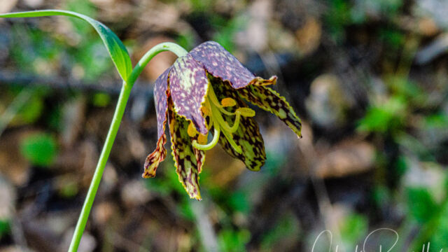 Fritillaria affinis Checker lily, Fritillaria affinis