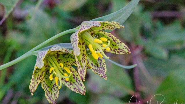 Fritillaria affinis Checker lily, Fritillaria affinis