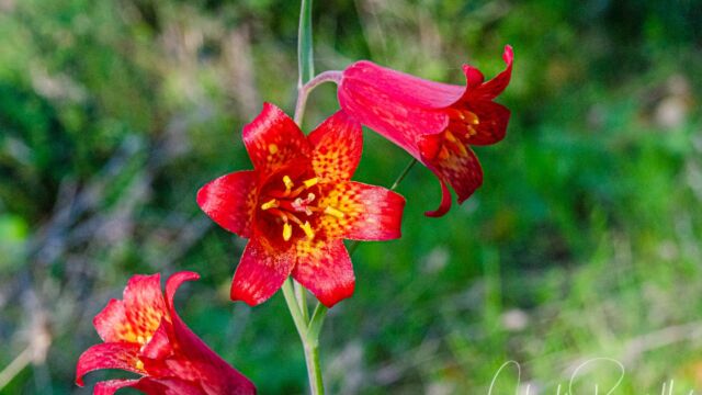 Fritillaria recurva Scarlet fritillary, Fritillaria recurva