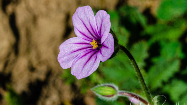 Erodium botrys Longbeak stork's bill, Erodium botrys