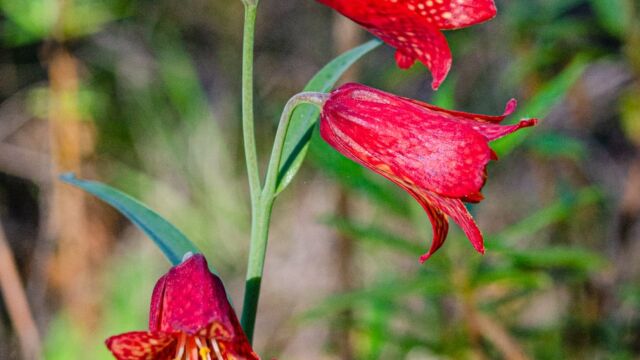 Fritillaria recurva Scarlet fritillary, Fritillaria recurva