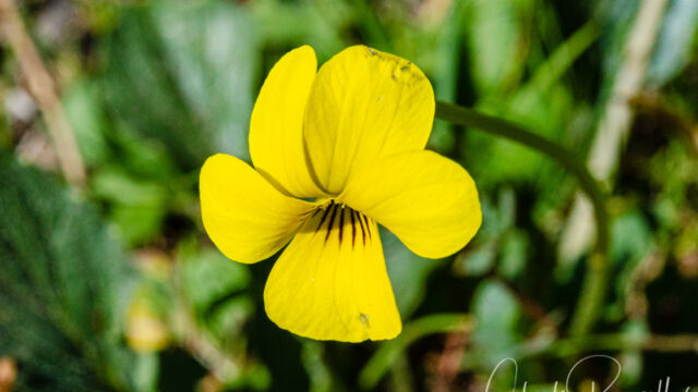 Viola purpurea ssp. quercetorum Goosefoot violet, Viola purpurea ssp. quercetorum