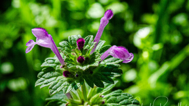 Lamium amplexicaule Henbit deadnettle, Lamium amplexicaule