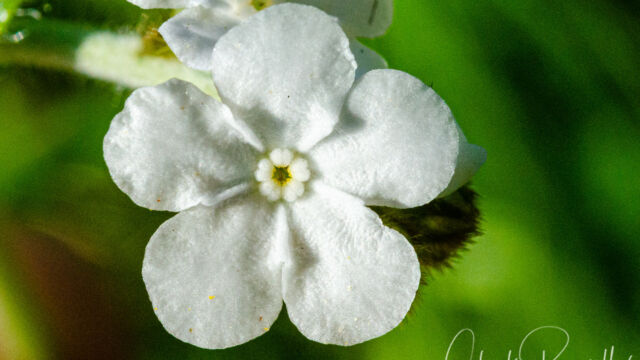 Plagiobothrys nothofulvus Rusty popcornflower, Plagiobothrys nothofulvus