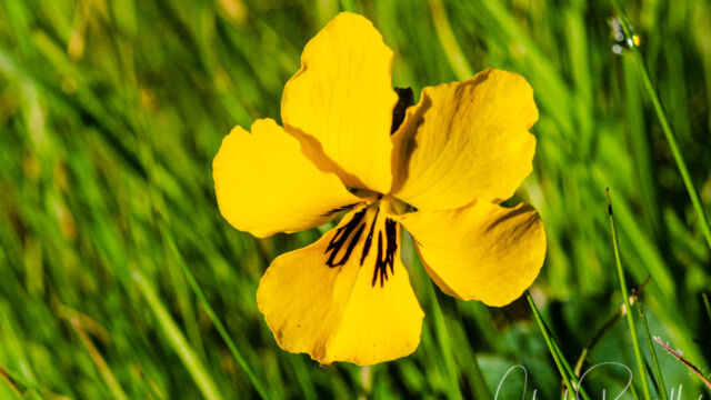 Viola pedunculata California golden violet, Viola pedunculata