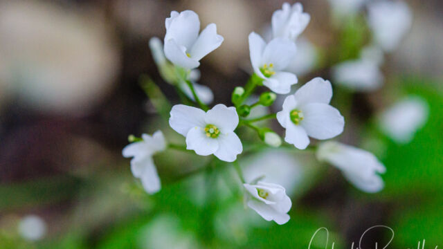 Cardamine californica Milkmaids, Cardamine californica