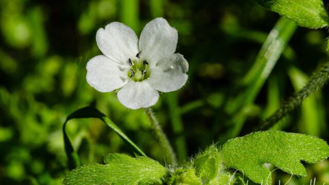 Nemophila heterophylla Canyon nemophila, Nemophila heterophylla