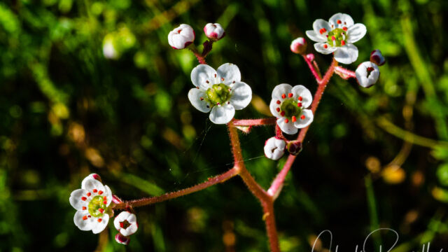 Micranthes californica California Saxifrage, Micranthes californica