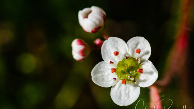 Micranthes californica California Saxifrage, Micranthes californica