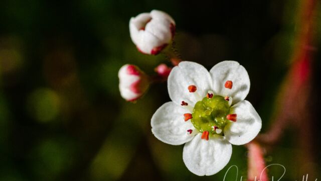 Micranthes californica California Saxifrage, Micranthes californica