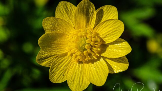 Ranunculus californicus var. californicus California buttercup, Ranunculus californicus var. californicus