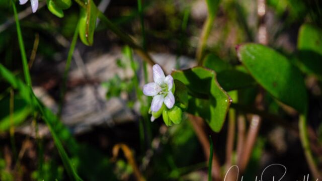 Claytonia parviflora Narrow leaved miner's lettuce, aka Streambank springbeauty, Claytonia parviflora