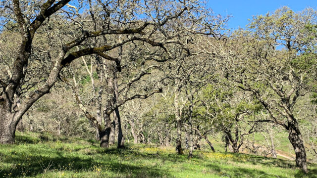 Oak trees and buttercups at the start of the hike Oak trees and buttercups at the start of the hike
