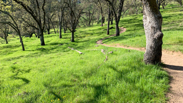 The start of the Devil's Backbone trail, through the oak woodland. Lots of buttercups here The start of the Devil's Backbone trail, through the oak woodland. Lots of buttercups here
