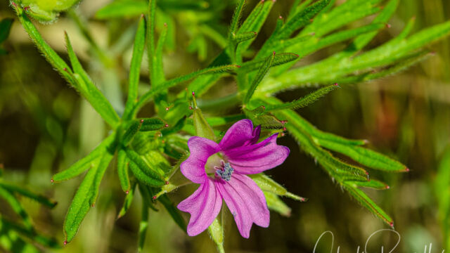 Geranium dissectum Cut leaved geranium, Geranium dissectum