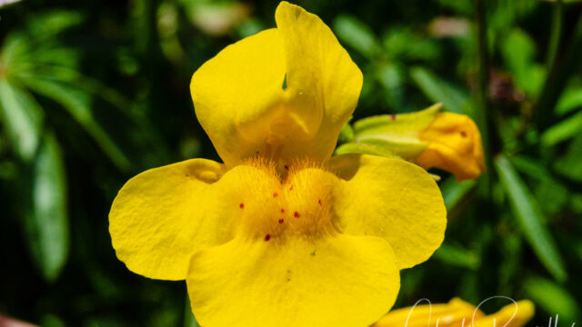 Erythranthe guttata Seep monkey flower, Erythranthe guttata