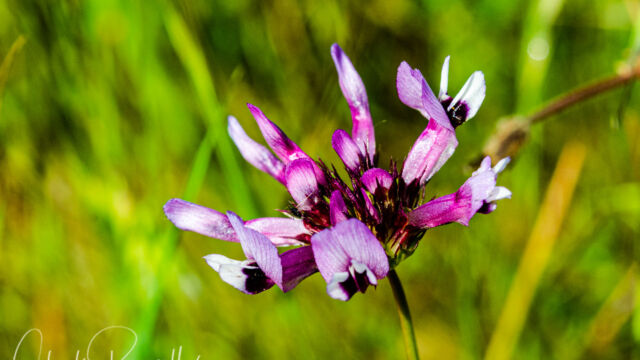 Trifolium willdenovii Tomcat clover, Trifolium willdenovii