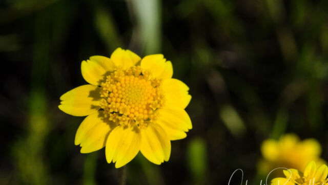 Lasthenia fremontii Fremont's Goldfields, Lasthenia fremontii