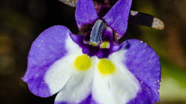 Downingia bicornuta Horned Downingia, Downingia bicornuta