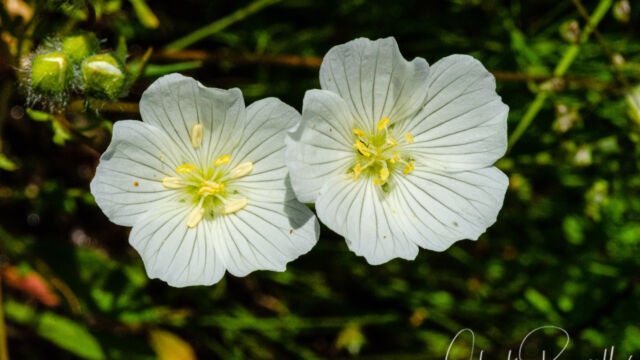 Limnanthes alba ssp. alba White meadowfoam, Limnanthes alba ssp. alba