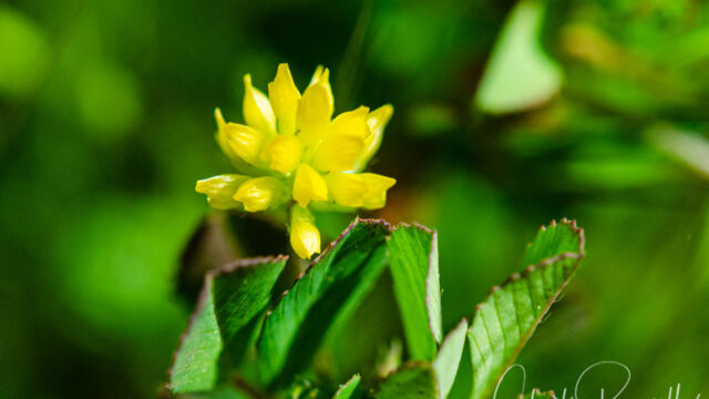 Trifolium dubium Shamrock clover, Trifolium dubium