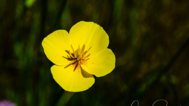 Eschscholzia lobbii Frying pans, Eschscholzia lobbii