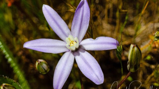 Brodiaea minor Vernal pool brodiaea, Brodiaea minor