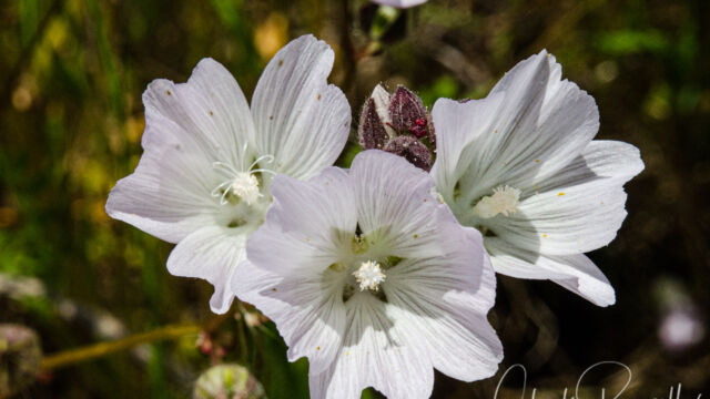 Sidalcea calycosa Vernal pool checkerbloom, Sidalcea calycosa
