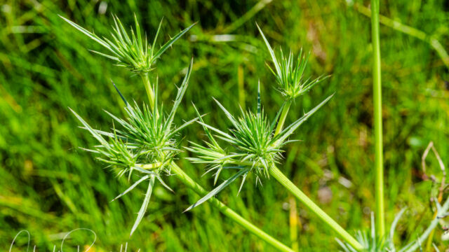 Eryngium castrense Great valley coyote thistle, Eryngium castrense