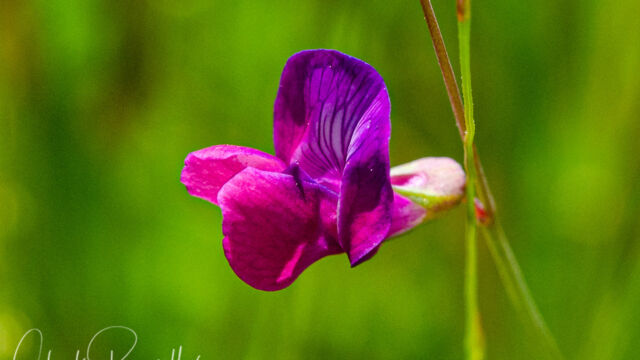 Vicia sativa Spring vetch, Vicia sativa