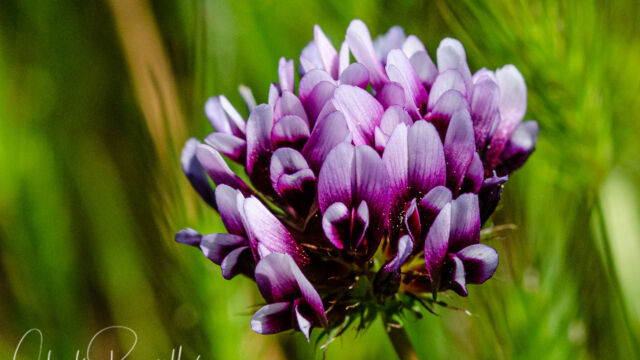 Trifolium variegatum White tipped clover, Trifolium variegatum