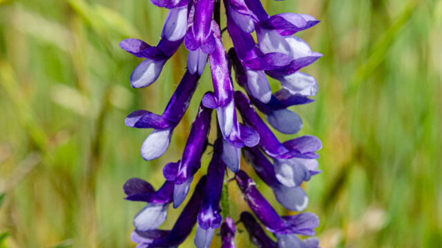 Vicia villosa Winter vetch, Vicia villosa