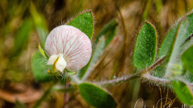 Acmispon americanus var. americanus American bird's foot trefoil, Acmispon americanus var. americanus