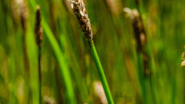 Eleocharis macrostachya Pale spikerush, Eleocharis macrostachya