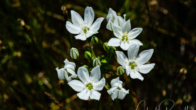 Triteleia hyacinthina Wild hyacinth, Triteleia hyacinthina