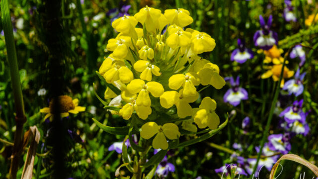 Castilleja campestris ssp. campestris Field owl clover, Castilleja campestris ssp. campestris