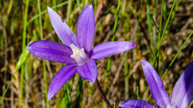 Brodiaea rosea ssp. vallicola Valley brodiaea, Brodiaea rosea ssp. vallicola. CNPS 4.2