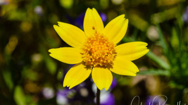 Lasthenia californica ssp. californica California goldfields, Lasthenia californica ssp. californica