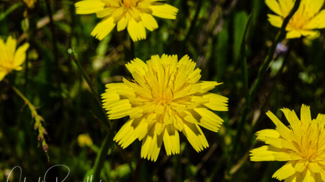 Leontodon saxatilis Hawkbit, Leontodon saxatilis