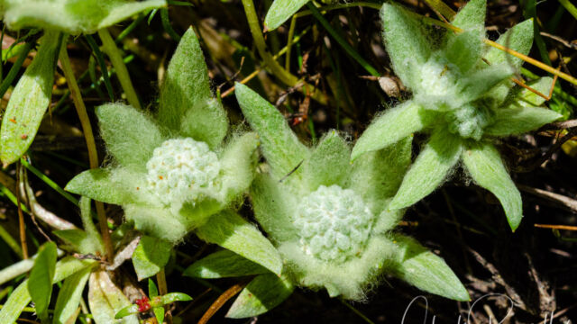 Psilocarphus brevissimus var. brevissimus Dwarf woolly marbles, Psilocarphus brevissimus var. brevissimus