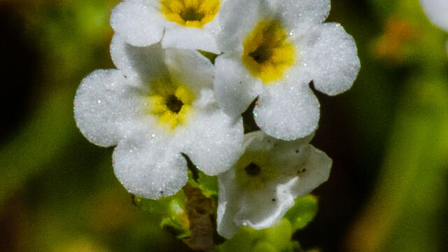 Plagiobothrys stipitatus var. micranthus Vernal pool popcornflower, Plagiobothrys stipitatus var. micranthus