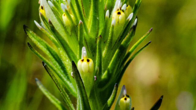 Castilleja attenuata Valley tassels, Castilleja attenuata