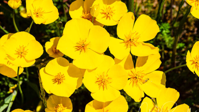 Eschscholzia lobbii Frying pans, Eschscholzia lobbii